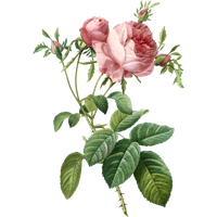 Roses Cabbage Flower Painting Rose Free Clipart HQ