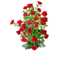 Petal Rose Roses Shrub Garden PNG Image High Quality