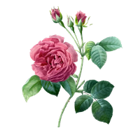 Pink 17591840 Plant Garden Pierrejoseph Redoutxe9 Roses