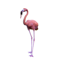 Flamingo Simulator Goat Water Payday Bird