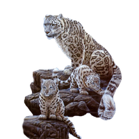 Tiger Fur Wildlife Leopard Cat PNG File HD