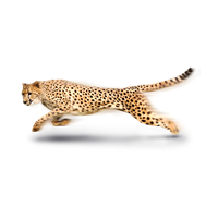 Wildlife Big Africa Leopard Cats African Cheetah