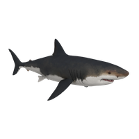 Tiger Shark White Great Fish PNG Download Free