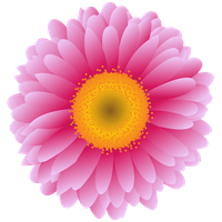 Pink Flower Photography Transvaal Daisy Royaltyfree Stock