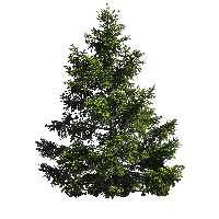Fir Noble Evergreen Family Tree Pine