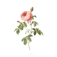 Pink 17591840 Plant Pierrejoseph Redoutxe9 Illustration Roses