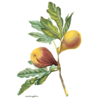 Plant Flower Tree Fruit Common Fig