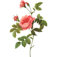 Pink 17591840 Plant Rose Pierrejoseph Redoutxe9 Painter