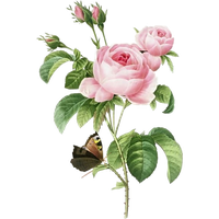 Pink 17591840 Rose Pierrejoseph Flowerpot Redoutxe9 Painting