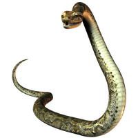 Elapidae Reptile United States Snake Mustela