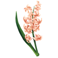 Hyacinth Plant Des Fleurs Illustration Belles Flower