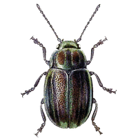 Beetle Png Image