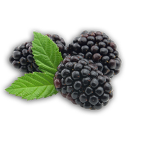 Blackberry Fruit Transparent