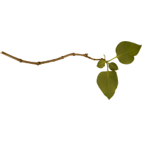 Branch Png Image