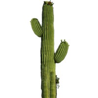 Cactus Png 10