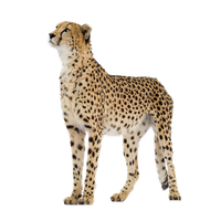 Cheetah Png Clipart