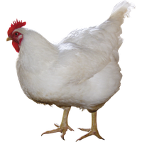 Chicken Png 10