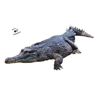 Crocodile Png Picture