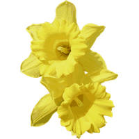 Daffodils Transparent