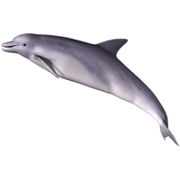 Dolphin Png Clipart