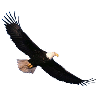 Eagle Png 7