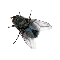 Fly Png