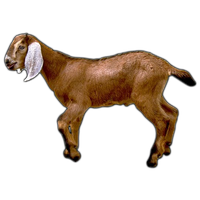 Goat Png Image
