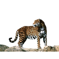 Jaguar Png Clipart