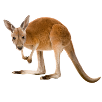 Kangaroo Picture