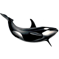 Killer Whale Png Picture