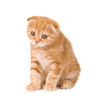 Kitten Png Clipart