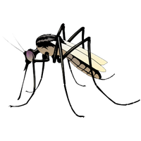 Mosquito Png Pic