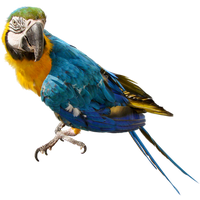 Parrot Free Download Png