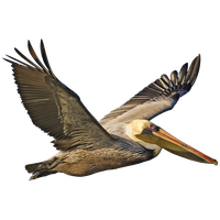 Pelican Png Image