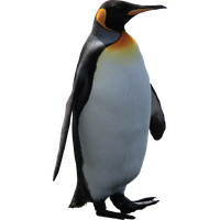 Penguin Png Pic