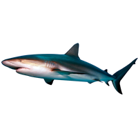 Shark Transparent