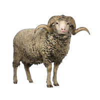 Sheep Free Png Image