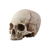 Skeleton Head Png Picture