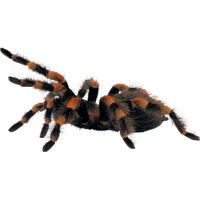 Spider Free Png Image