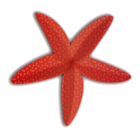 Starfish Free Download Png