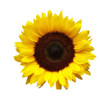 Sunflowers Png Image