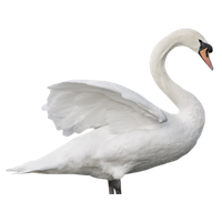 Swan Png File