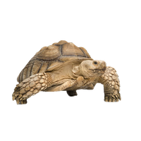Tortoise Free Download Png