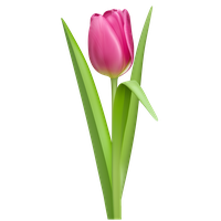 Tulip Png Picture