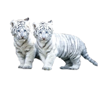 White Tiger Png File