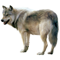 Wolf Free Png Image