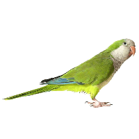 Green Parrot Png Images Download