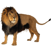 Lion Png Image
