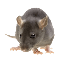 Mouse Rat Png Image