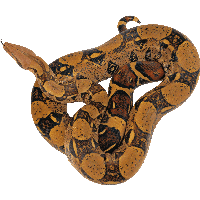 Snake Png Image Picture Download 